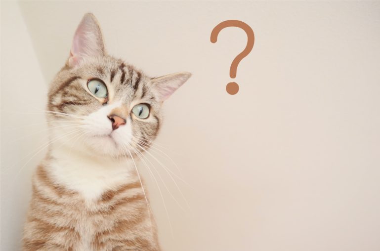 なんていうの？ How do you say 